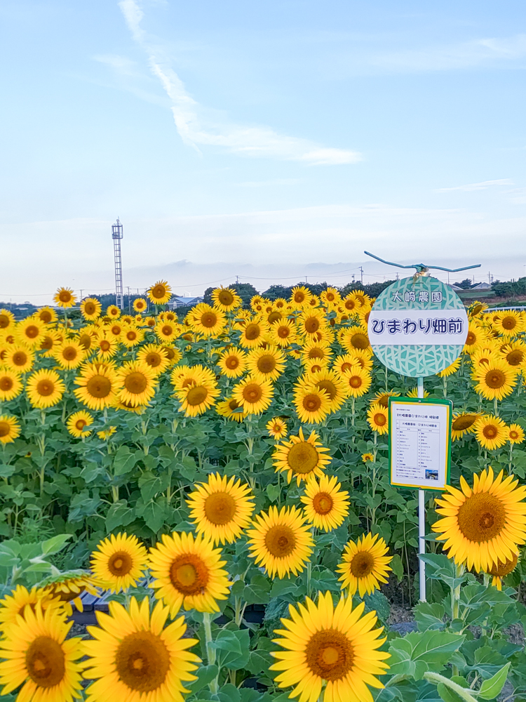 大崎農園、ひまわり畑、7月の夏の花、愛知県豊川市の観光・撮影スポットの名所