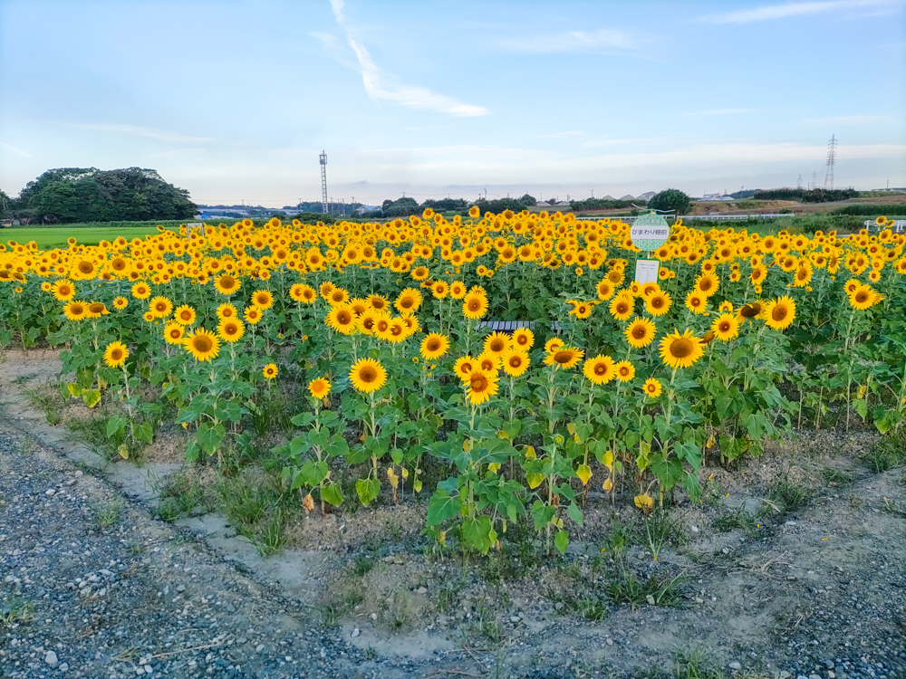 大崎農園、ひまわり畑、7月の夏の花、愛知県豊川市の観光・撮影スポットの名所