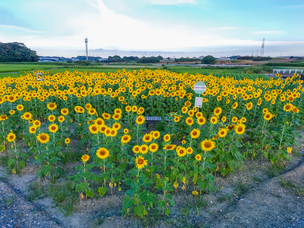 大崎農園、ひまわり畑、7月の夏の花、愛知県豊川市の観光・撮影スポットの名所