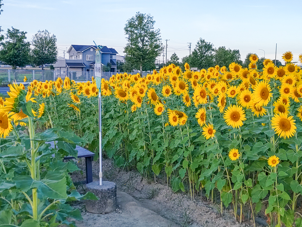 大崎農園、ひまわり畑、7月の夏の花、愛知県豊川市の観光・撮影スポットの名所