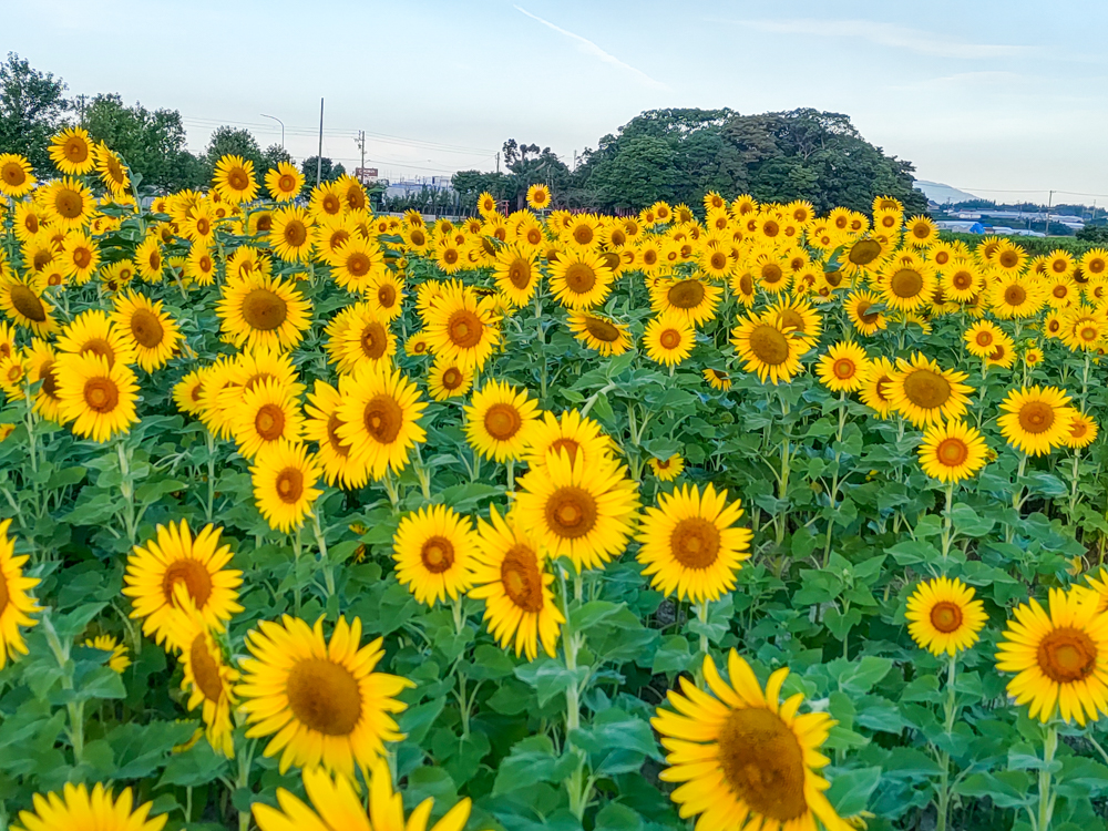 為当ひまわり畑、7月の夏の花、愛知県豊川市の観光・撮影スポットの名所