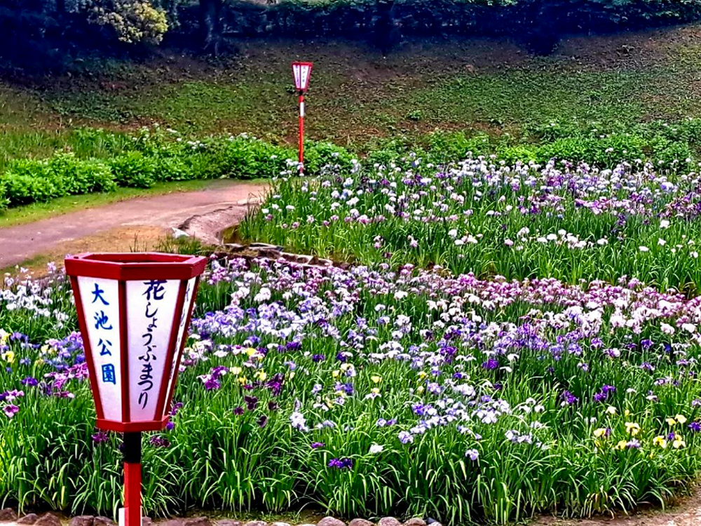 大池公園、花しょうぶ、6月夏の花、愛知県東海市の観光・撮影スポットの画像と写真