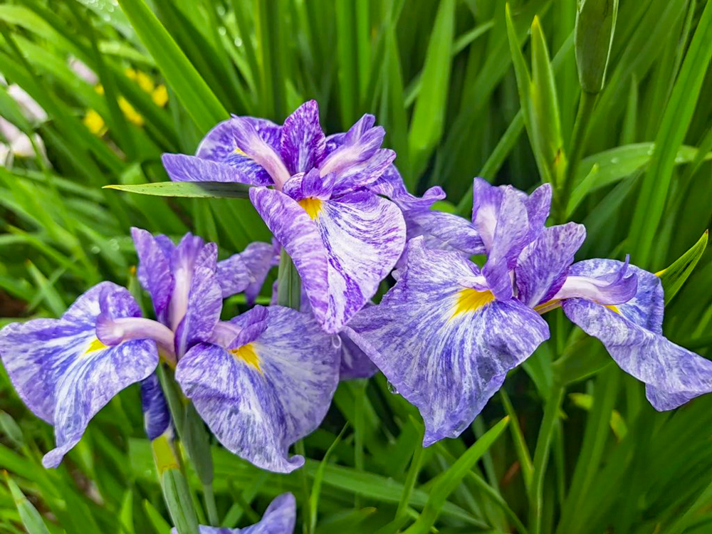 大池公園、花しょうぶ、6月夏の花、愛知県東海市の観光・撮影スポットの画像と写真