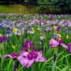 大池公園、花しょうぶ、6月夏の花、愛知県東海市の観光・撮影スポットの画像と写真