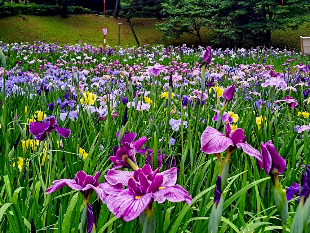 大池公園、花しょうぶ、6月夏の花、愛知県東海市の観光・撮影スポットの画像と写真