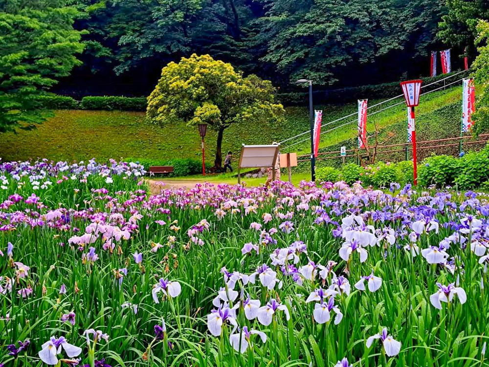 大池公園、花しょうぶ、6月夏の花、愛知県東海市の観光・撮影スポットの画像と写真