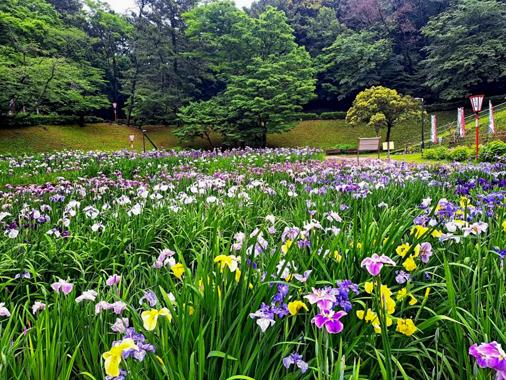 大池公園、花しょうぶ、6月夏の花、愛知県東海市の観光・撮影スポットの画像と写真