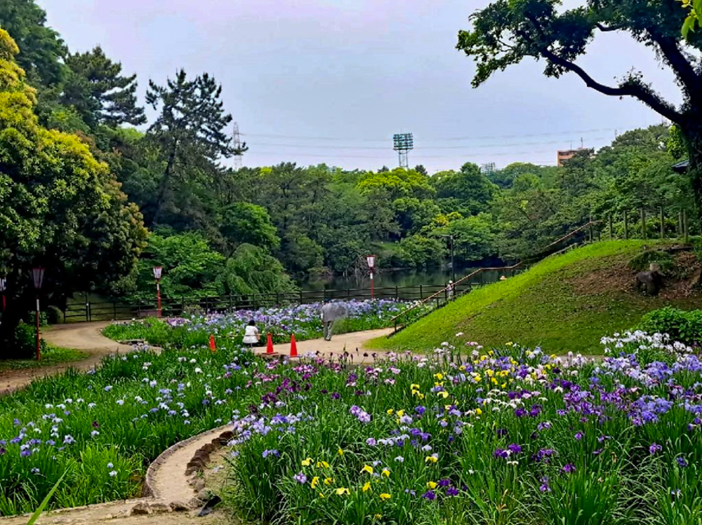 大池公園、花しょうぶ、6月夏の花、愛知県東海市の観光・撮影スポットの画像と写真