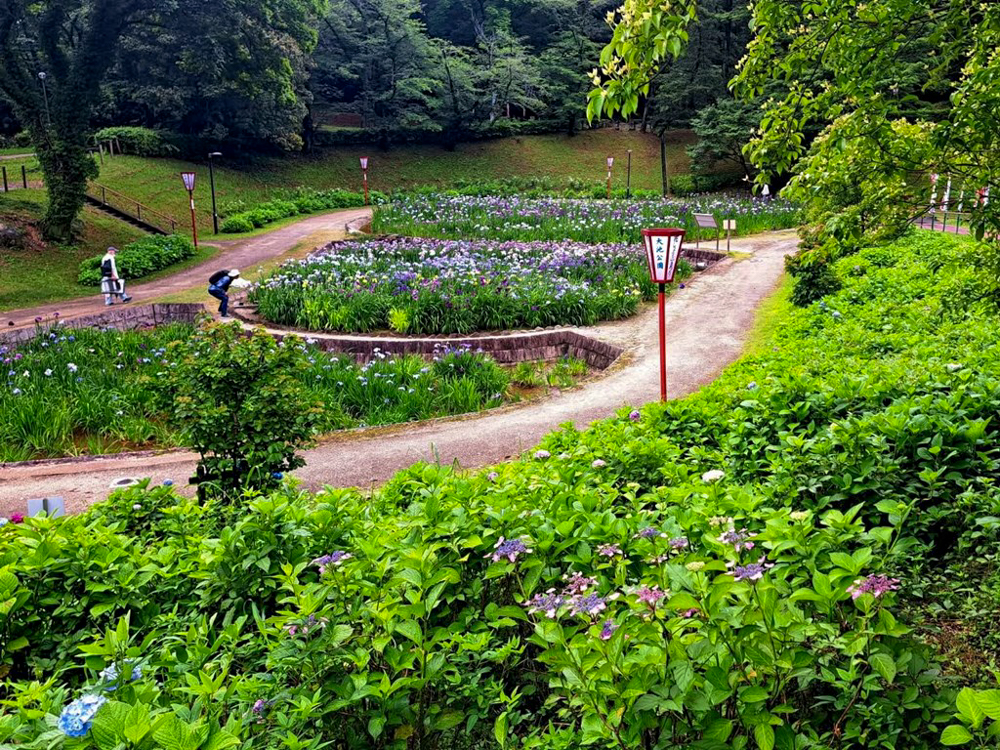 大池公園、花しょうぶ、6月夏の花、愛知県東海市の観光・撮影スポットの画像と写真