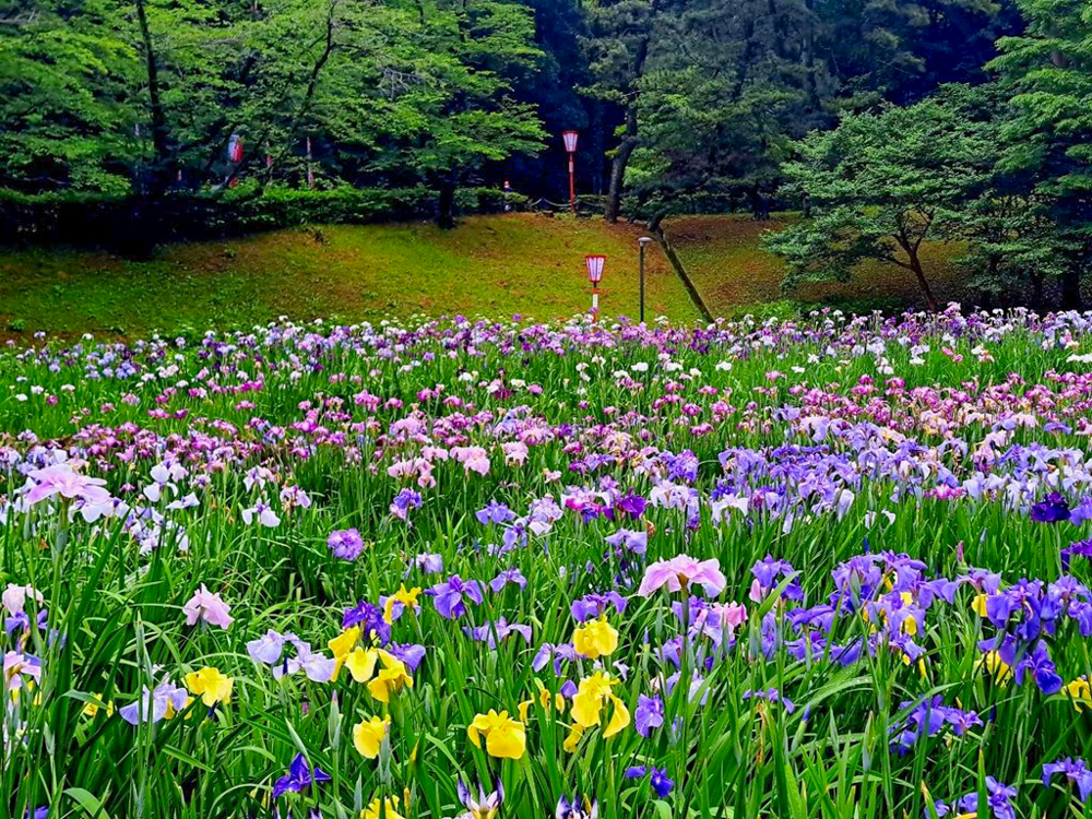 大池公園、花しょうぶ、6月夏の花、愛知県東海市の観光・撮影スポットの画像と写真