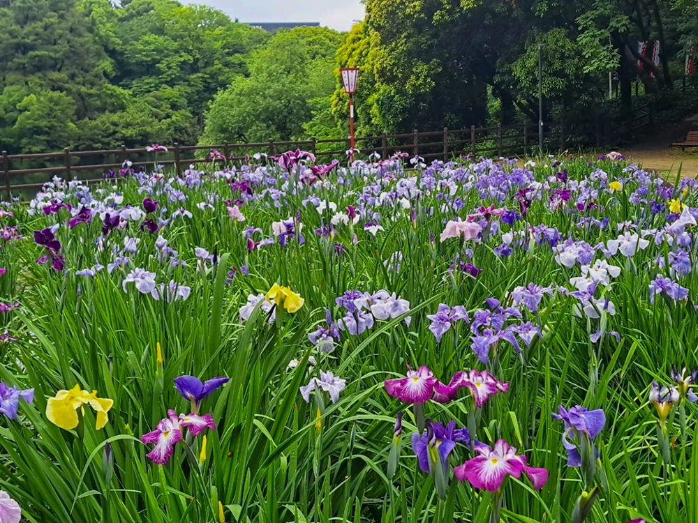 大池公園、花しょうぶ、6月夏の花、愛知県東海市の観光・撮影スポットの画像と写真