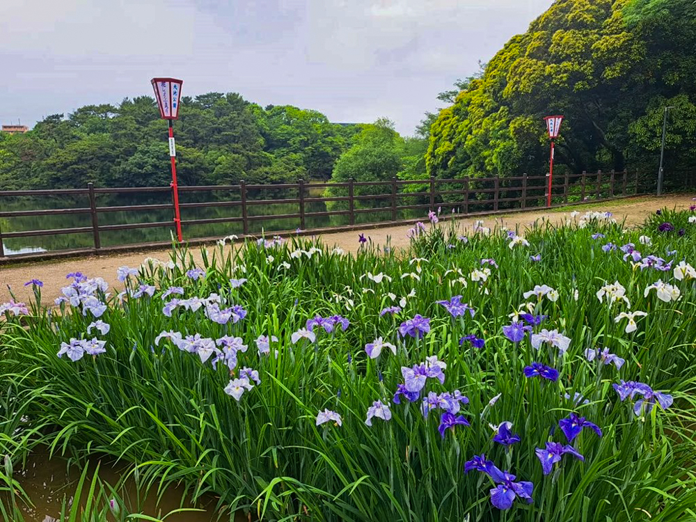 大池公園、花しょうぶ、6月夏の花、愛知県東海市の観光・撮影スポットの画像と写真