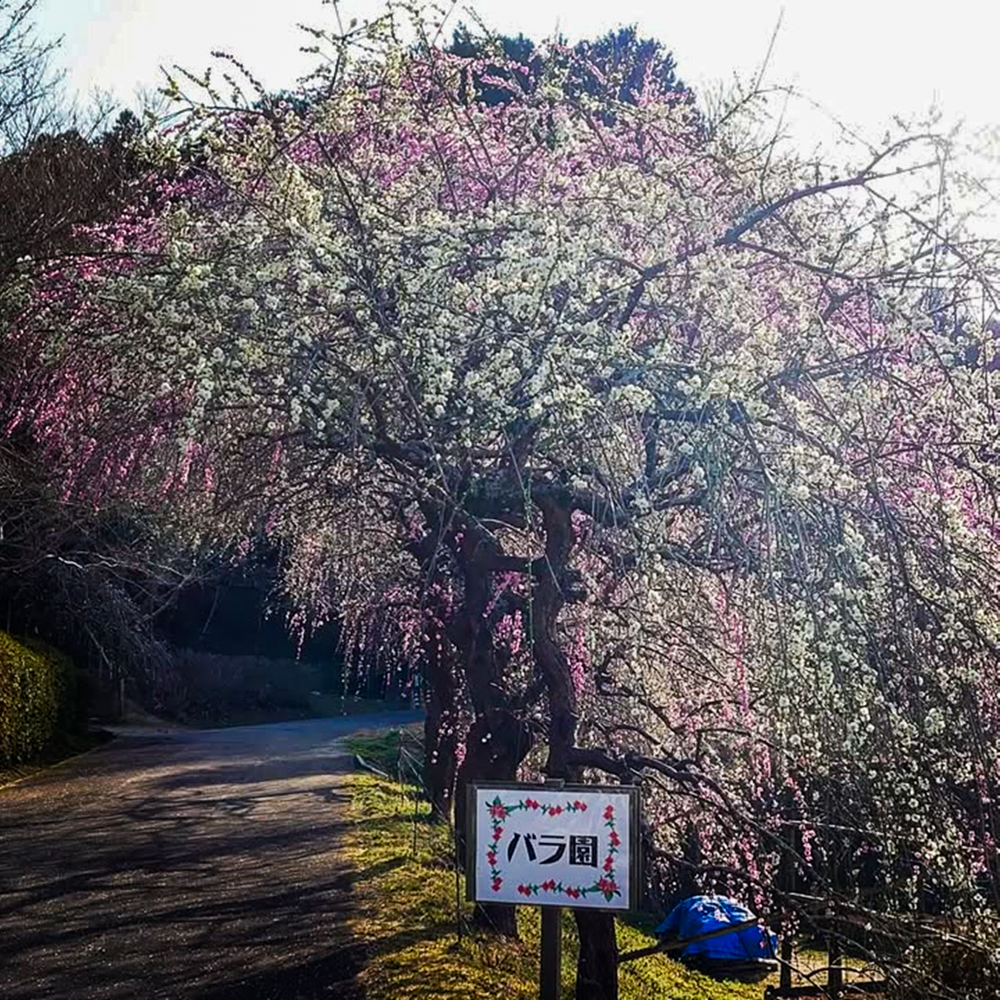 奥殿陣屋、梅、２月の春の花、愛知県岡崎市の観光・撮影スポット