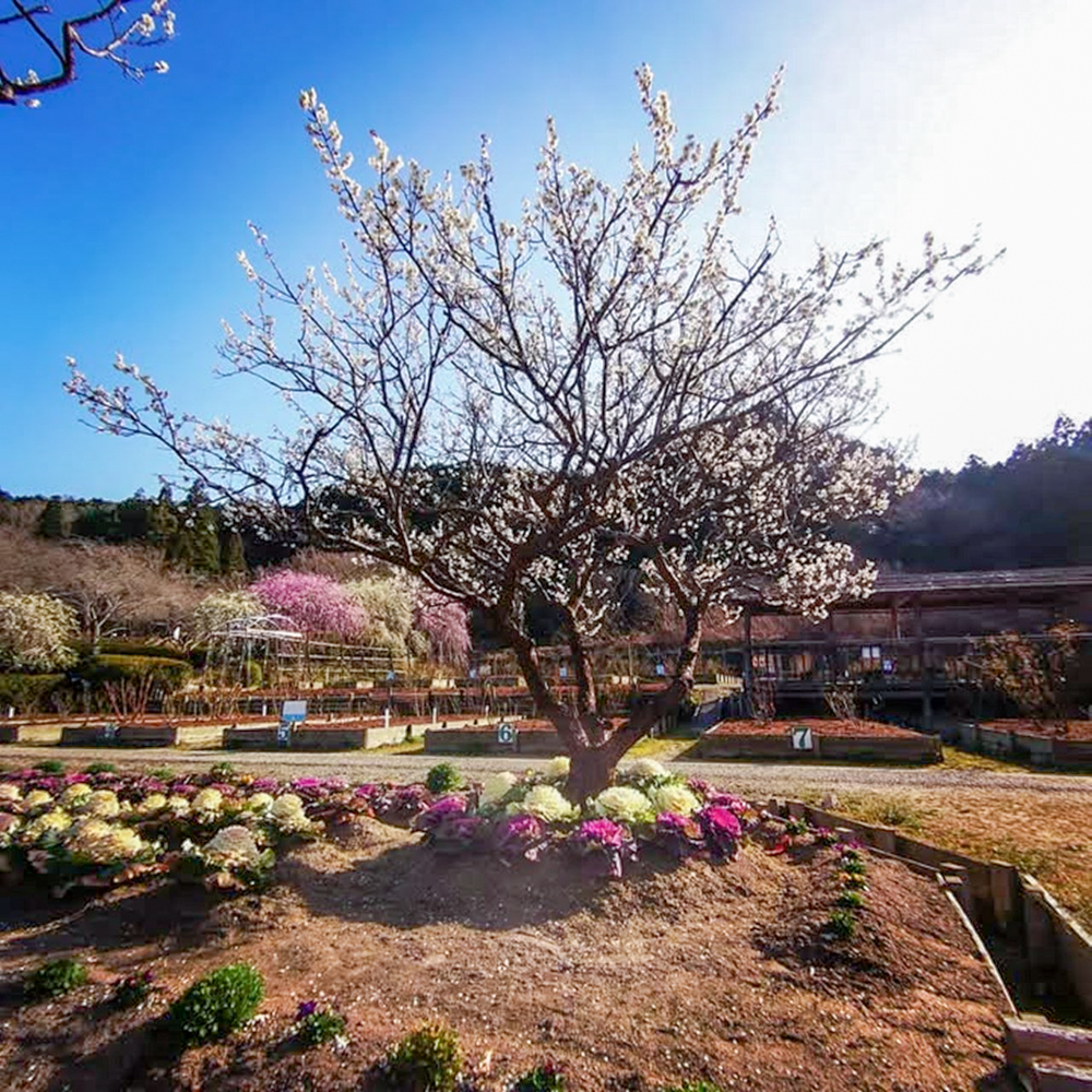 奥殿陣屋、梅、２月の春の花、愛知県岡崎市の観光・撮影スポット