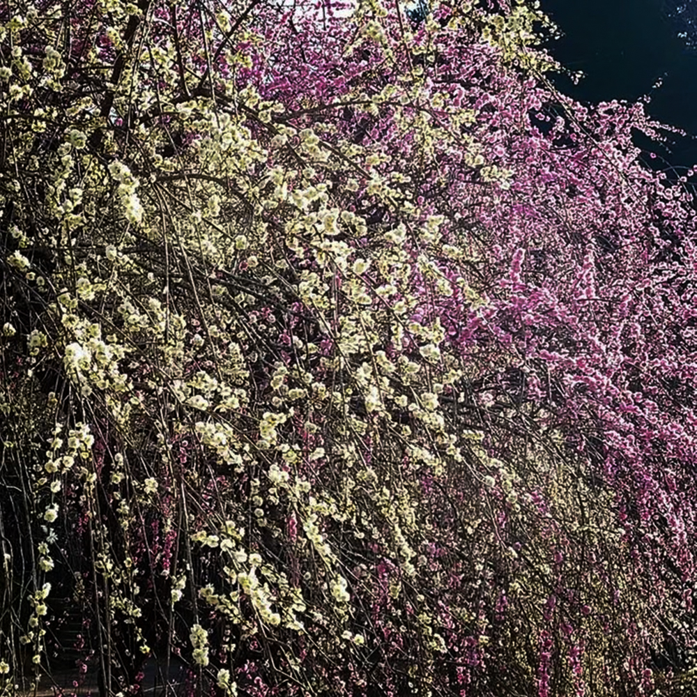 奥殿陣屋、梅、２月の春の花、愛知県岡崎市の観光・撮影スポット