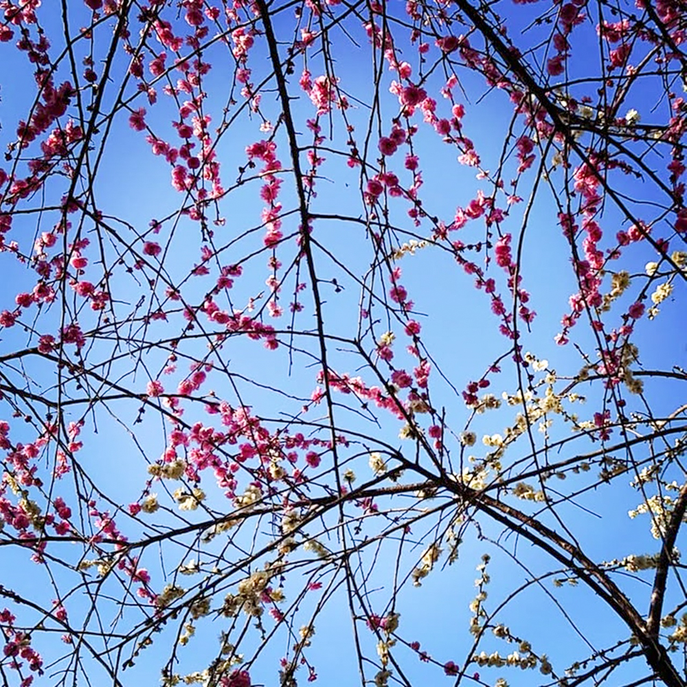 奥殿陣屋、梅、２月の春の花、愛知県岡崎市の観光・撮影スポット