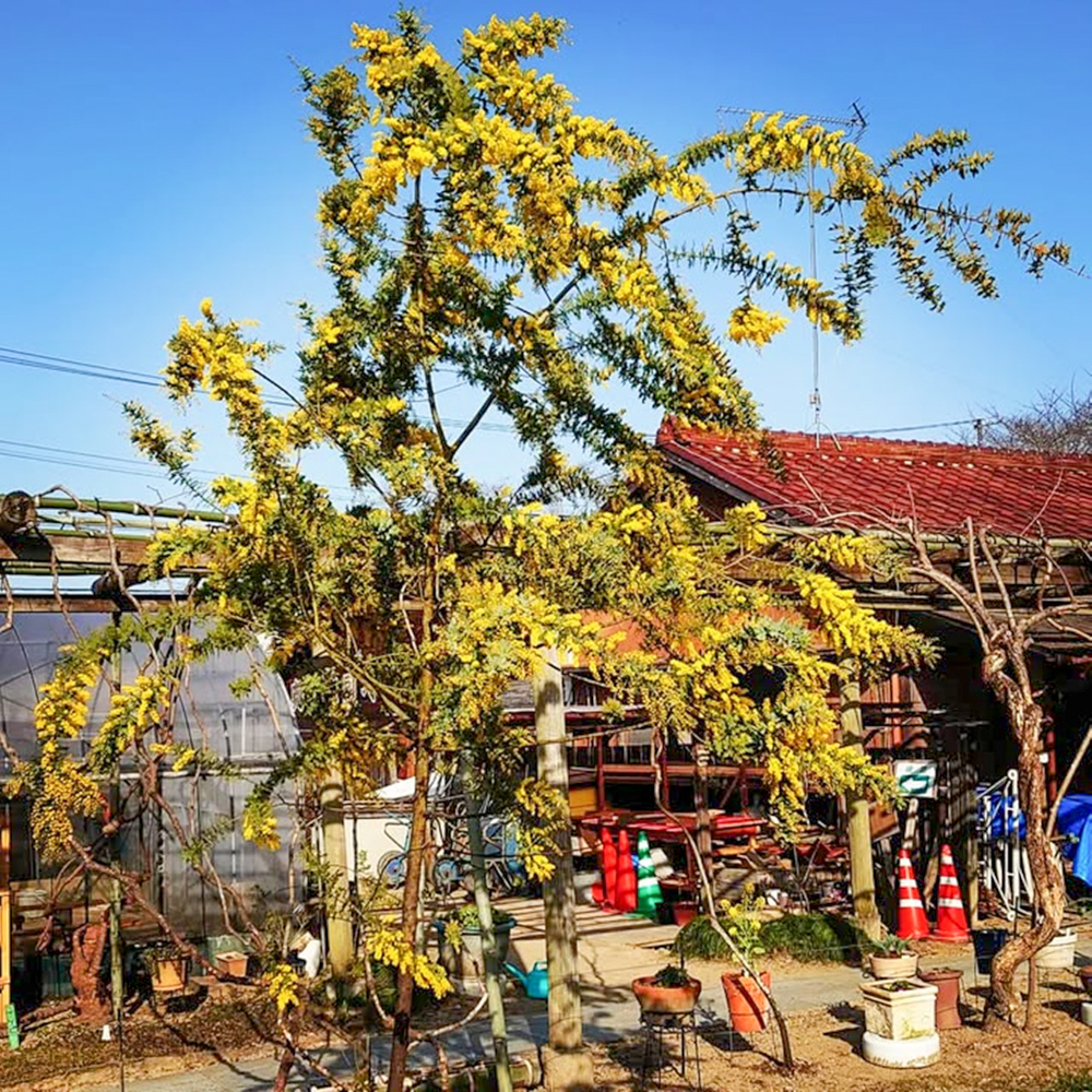 奥殿陣屋、ミモザ、２月の春の花、愛知県岡崎市の観光・撮影スポット