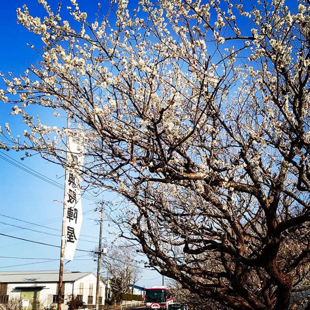 奥殿陣屋、梅、２月の春の花、愛知県岡崎市の観光・撮影スポット