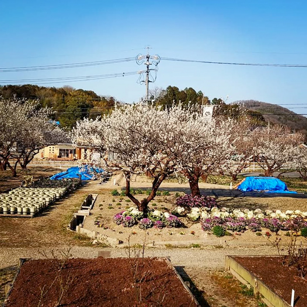 奥殿陣屋、梅、２月の春の花、愛知県岡崎市の観光・撮影スポット