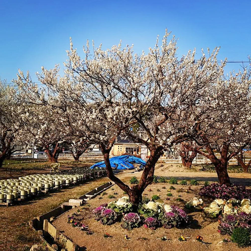 奥殿陣屋、梅、２月の春の花、愛知県岡崎市の観光・撮影スポット