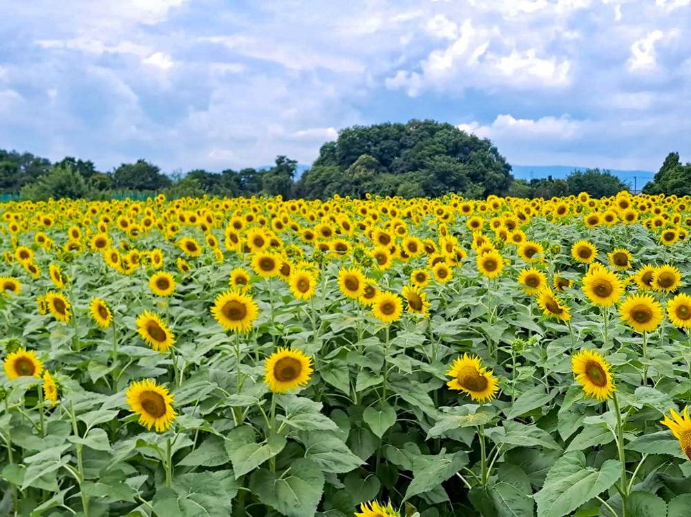 稲沢市ひまわり畑、寺尾園芸、8月の夏の花、愛知県稲沢市の観光・撮影スポットの名所