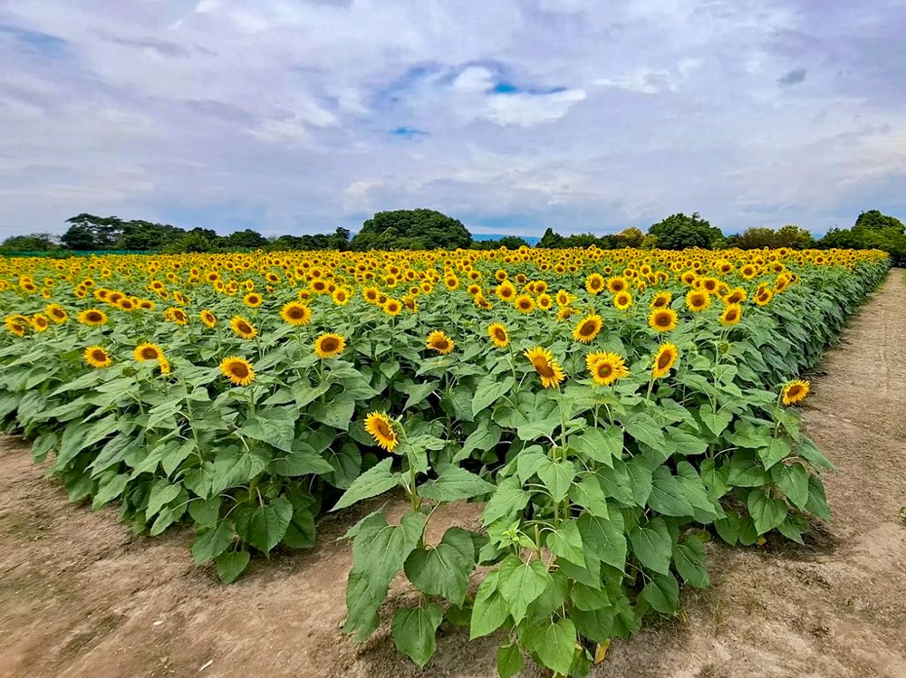 稲沢市ひまわり畑、寺尾園芸、8月の夏の花、愛知県稲沢市の観光・撮影スポットの名所