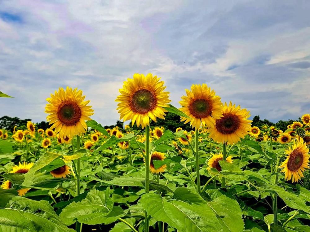 稲沢市ひまわり畑、寺尾園芸、8月の夏の花、愛知県稲沢市の観光・撮影スポットの名所