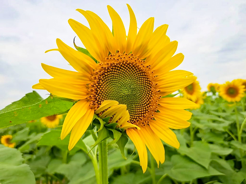 稲沢市ひまわり畑、寺尾園芸、8月の夏の花、愛知県稲沢市の観光・撮影スポットの名所