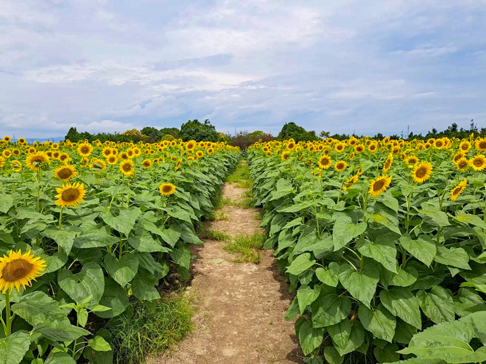 稲沢市ひまわり畑、寺尾園芸、8月の夏の花、愛知県稲沢市の観光・撮影スポットの名所