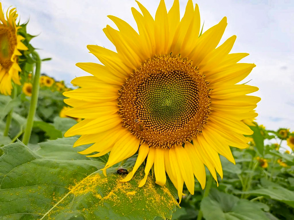 稲沢市ひまわり畑、寺尾園芸、8月の夏の花、愛知県稲沢市の観光・撮影スポットの名所