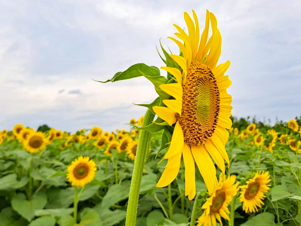 稲沢市ひまわり畑、寺尾園芸、8月の夏の花、愛知県稲沢市の観光・撮影スポットの名所