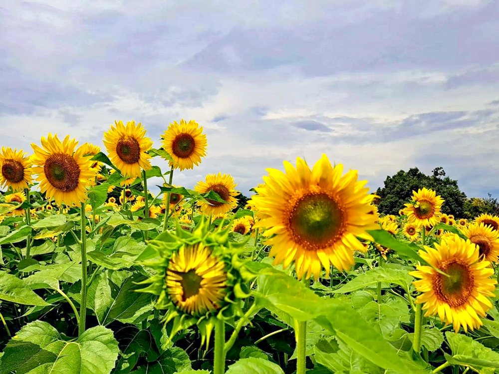 稲沢市ひまわり畑、寺尾園芸、8月の夏の花、愛知県稲沢市の観光・撮影スポットの名所