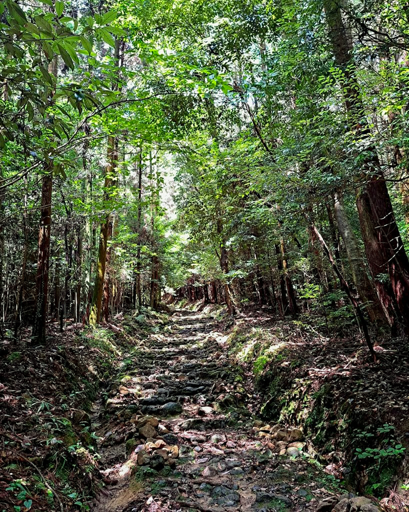 尾張戸神社、新緑・夏景色、8月夏、名古屋市守山区の観光・撮影スポットの名所