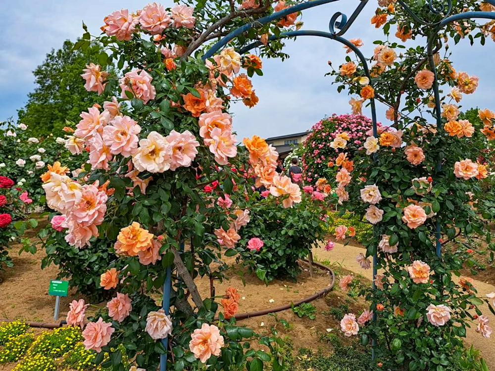 こうのす花まつり、「花久の里」、バラ、5月夏の花、埼玉県鴻巣市の観光・撮影スポットの名所