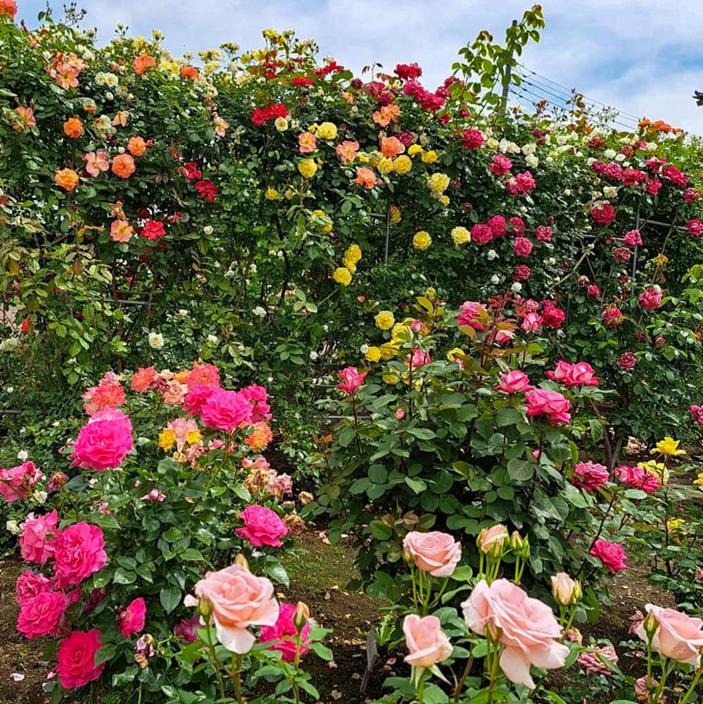 こうのす花まつり、「花久の里」、バラ、5月夏の花、埼玉県鴻巣市の観光・撮影スポットの名所