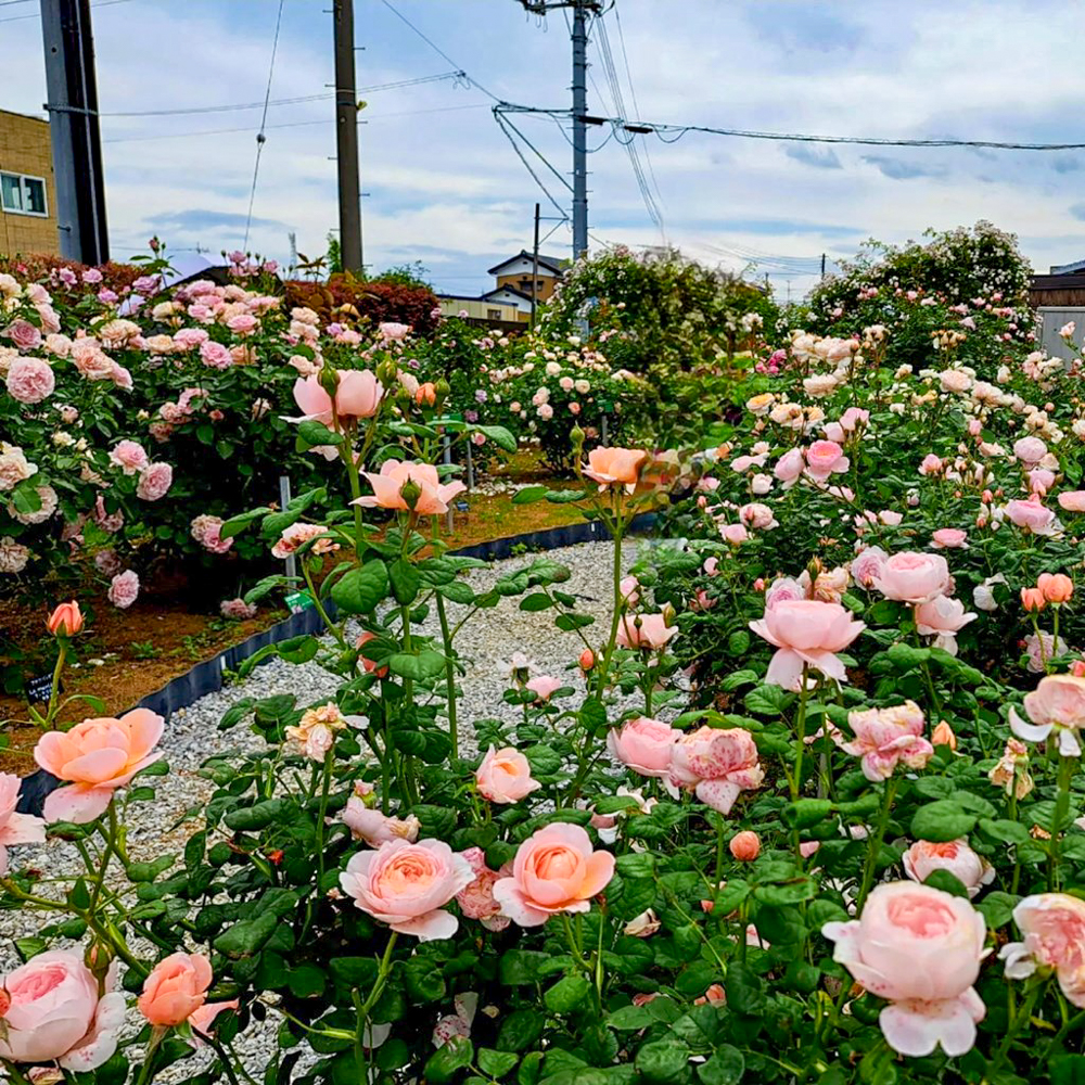 こうのす花まつり、「花久の里」、バラ、5月夏の花、埼玉県鴻巣市の観光・撮影スポットの名所