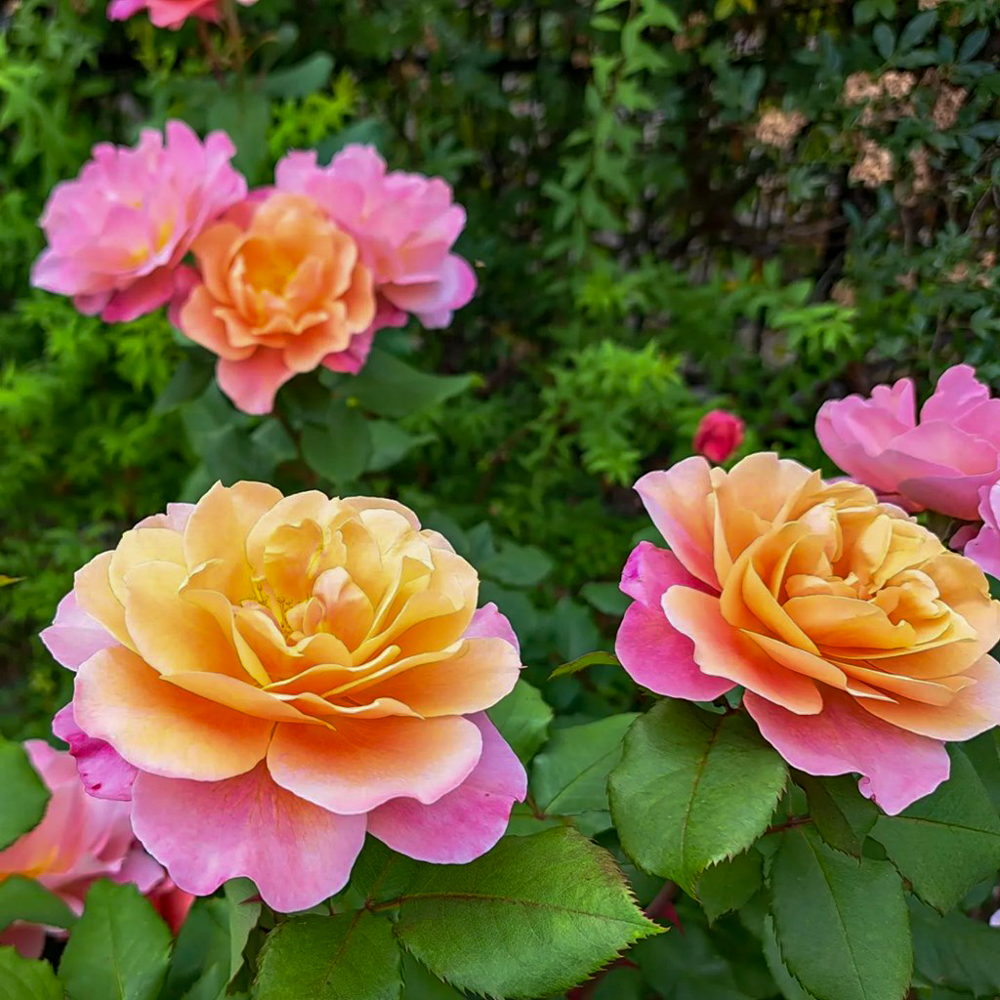 こうのす花まつり、「花久の里」、バラ、5月夏の花、埼玉県鴻巣市の観光・撮影スポットの名所