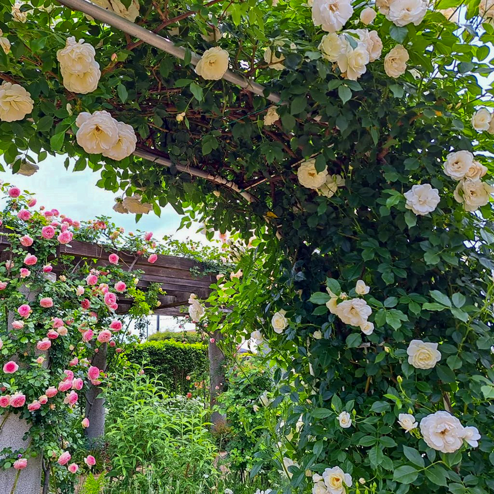 こうのす花まつり、「花久の里」、バラ、5月夏の花、埼玉県鴻巣市の観光・撮影スポットの名所