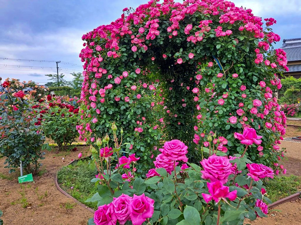 こうのす花まつり、「花久の里」、バラ、5月夏の花、埼玉県鴻巣市の観光・撮影スポットの名所