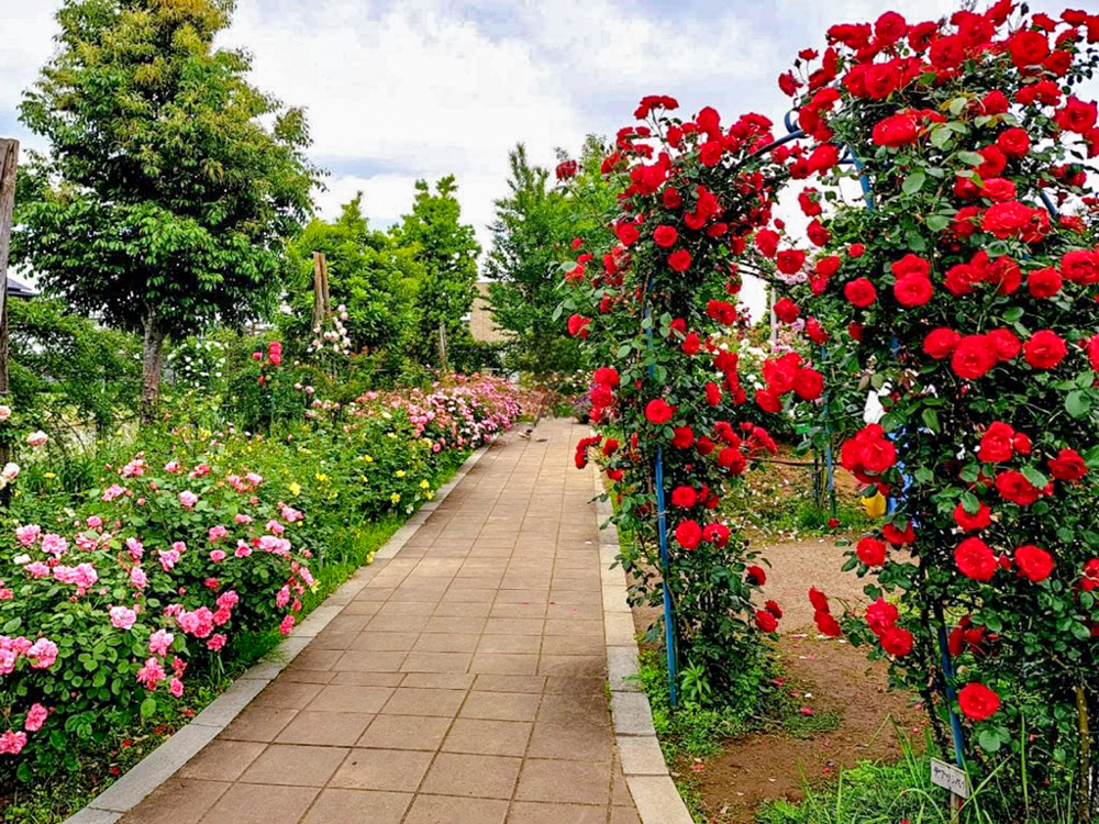 こうのす花まつり、「花久の里」、バラ、5月夏の花、埼玉県鴻巣市の観光・撮影スポットの名所