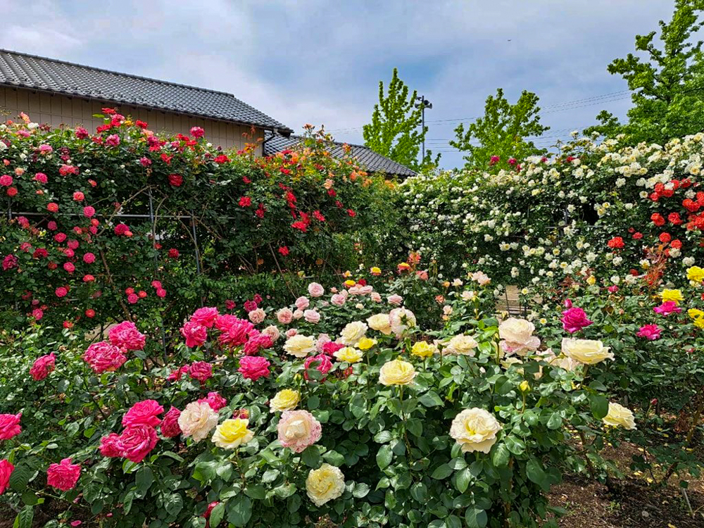 こうのす花まつり、「花久の里」、バラ、5月夏の花、埼玉県鴻巣市の観光・撮影スポットの名所