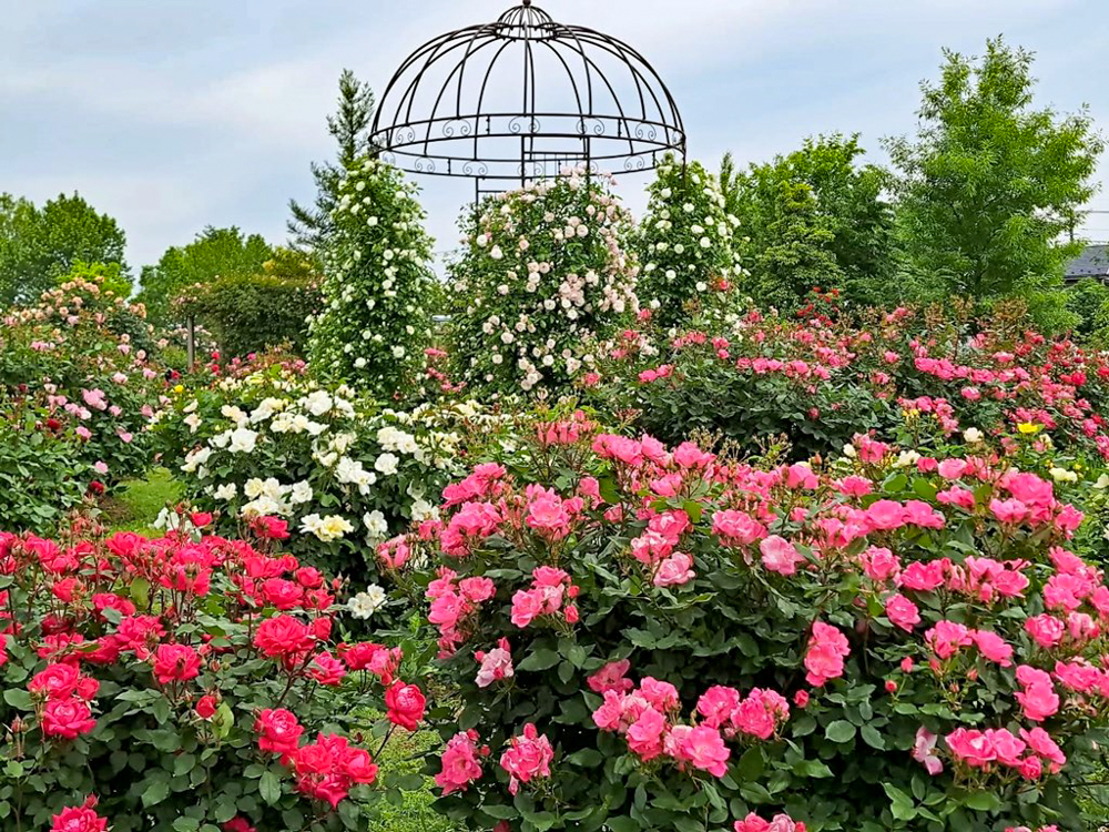 こうのす花まつり、「花久の里」、バラ、5月夏の花、埼玉県鴻巣市の観光・撮影スポットの名所