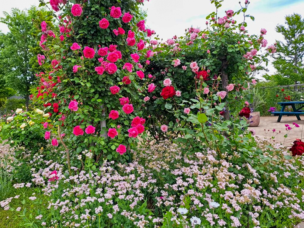 こうのす花まつり、「花久の里」、バラ、5月夏の花、埼玉県鴻巣市の観光・撮影スポットの名所