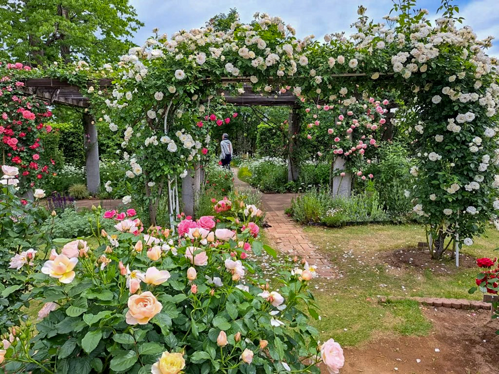 こうのす花まつり、「花久の里」、バラ、5月夏の花、埼玉県鴻巣市の観光・撮影スポットの名所