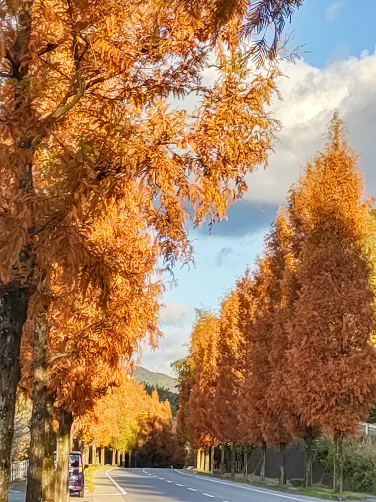 幸田町メタセコイア並木、紅葉、11月秋、愛知県額田郡の観光・撮影スポットの画像と写真