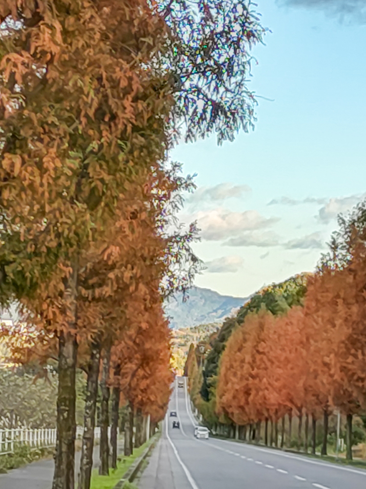 幸田町メタセコイア並木、紅葉、11月秋、愛知県額田郡の観光・撮影スポットの画像と写真