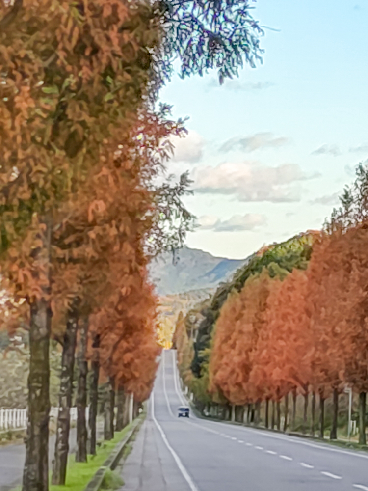 幸田町メタセコイア並木、紅葉、11月秋、愛知県額田郡の観光・撮影スポットの画像と写真