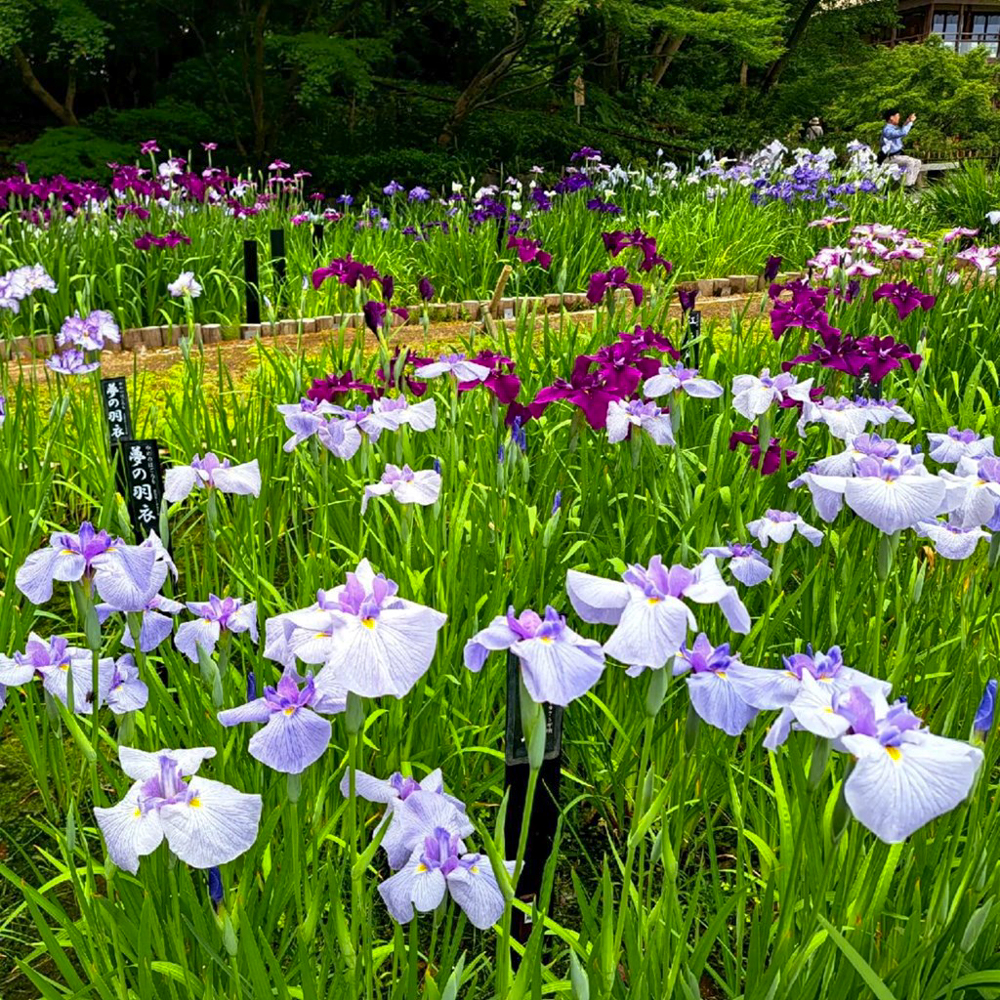 徳川園、花しょうぶ・和傘、6月夏の花、名古屋市東区の観光・撮影スポットの画像と写真