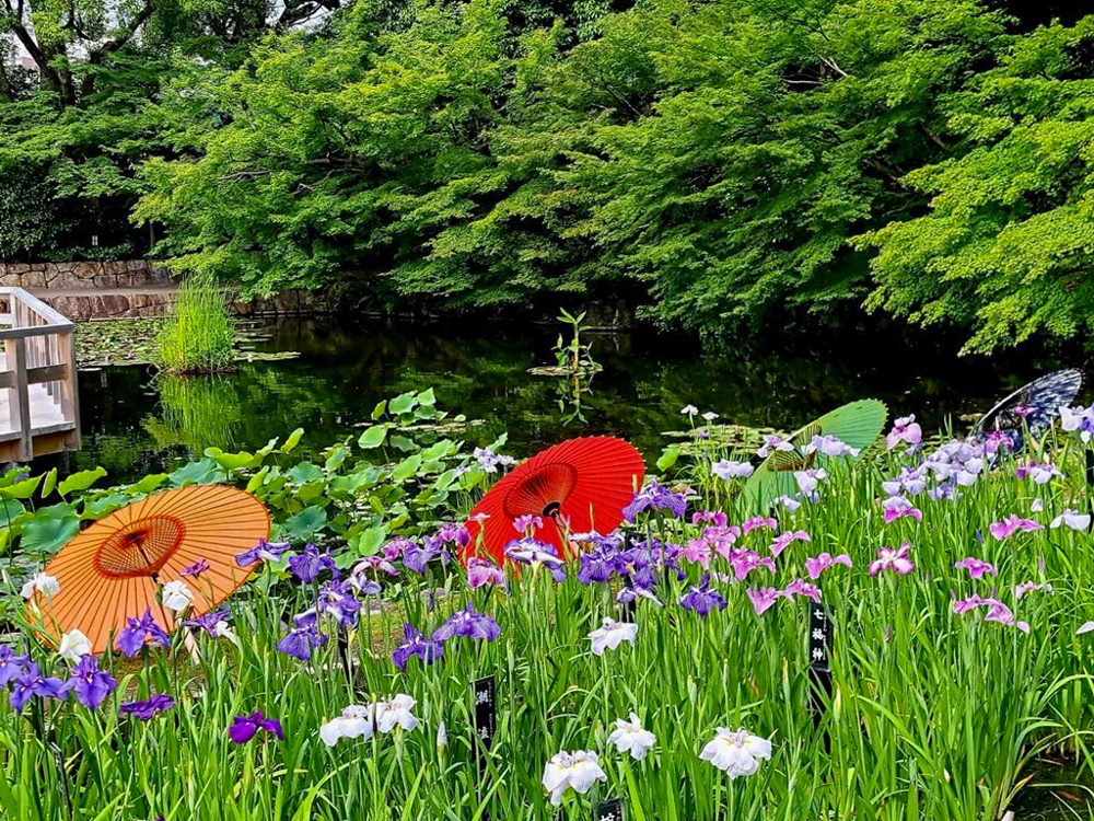 徳川園、花しょうぶ・和傘、6月夏の花、名古屋市東区の観光・撮影スポットの画像と写真