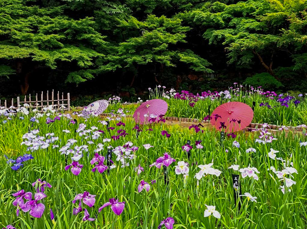 徳川園、花しょうぶ・和傘、6月夏の花、名古屋市東区の観光・撮影スポットの画像と写真